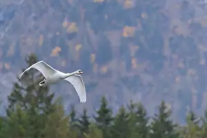 A mute swan (Cygnus olor) flies over a lake