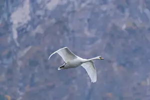 A mute swan (Cygnus olor) flies over a lake