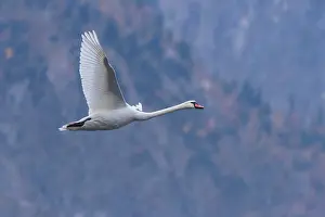 A mute swan (Cygnus olor) flies over a lake