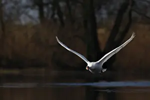 Mute Swan (Cygnus olor), flight study