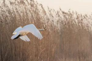 Mute swan (Cygnus olor) flying low over dense reedbed in warm evening light