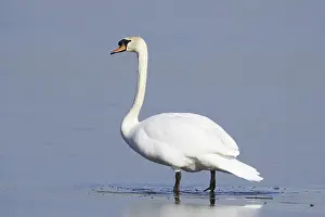 Mute swan (Cygnus olor) on a frozen lake in winter