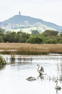 Mute Swan, Cygnus olor with Glastonbury Tor in background