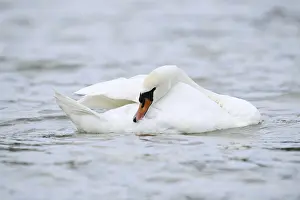 Mute swan (Cygnus olor) grooming its feathers