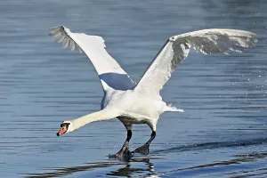 Mute swan (Cygnus olor), on landing approach