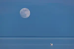 Mute swan (Cygnus olor) with full moon on the Bodden on Rugen