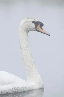 Mute swan (Cygnus olor) in the morning mist