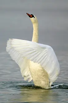 Mute Swan (cygnus olor), Mute Swan
