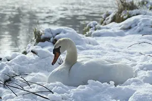 Mute Swan (Cygnus olor) on the nest in the snow