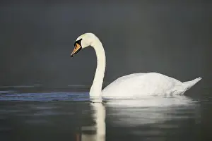 Mute swan (Cygnus olor), North Rhine-Westphalia