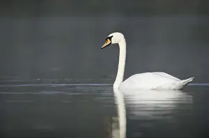 Mute swan (Cygnus olor), North Rhine-Westphalia