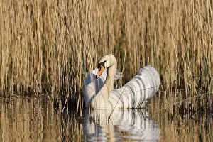 Mute swan (Cygnus olor), North Rhine-Westphalia