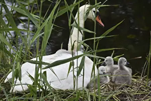 Mute swan (Cygnus olor) with offspring