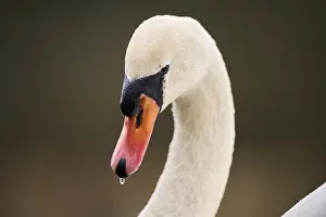 Mute swan (Cygnus olor) portrait