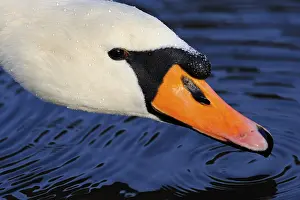 Mute Swan (Cygnus olor), portrait
