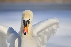 Mute swan (Cygnus olor) portrait