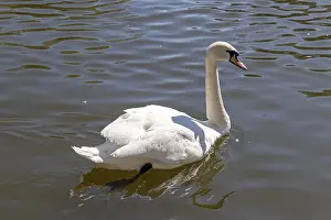 Mute swan (Cygnus olor) on the River Avon