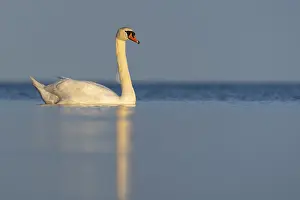 Mute swan (Cygnus olor), Rugen