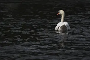 Mute swan (Cygnus olor), Schwalm-Nette nature reserve