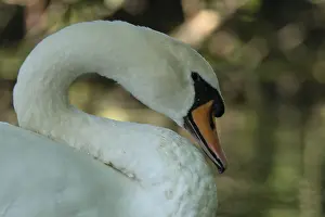 Mute swan (Cygnus olor), Schwalm-Nette nature reserve