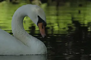 Mute swan (Cygnus olor), Schwalm-Nette nature reserve