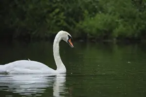 Mute swan (Cygnus olor), Schwalm-Nette nature reserve