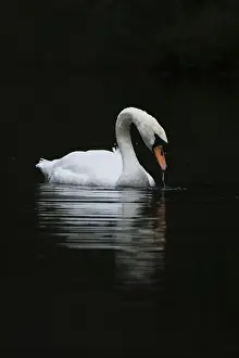 Mute swan (Cygnus olor), Schwalm-Nette nature reserve