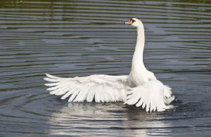 Mute Swan (Cygnus olor) spreading its wings