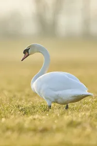 Mute swan (Cygnus olor), standing on a meadow