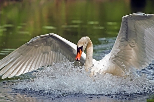 Mute swan. Cygnus olor. A swan lands on a river