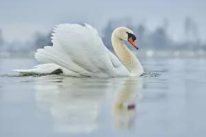 Mute swan (Cygnus olor), swimming