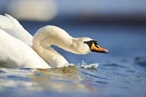 Mute swan (Cygnus olor), swimming