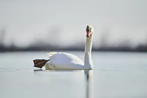 Mute swan (Cygnus olor) swimming in a lake