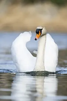 Mute swan (Cygnus olor) swimming on a lake