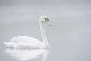 Mute swan (Cygnus olor) swimming in the morning mist