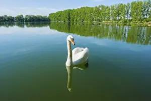 Mute swan (Cygnus olor), swimming on a pond
