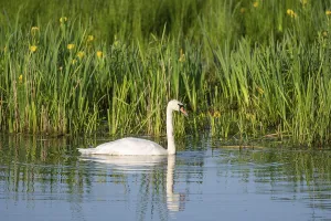 Mute swan (Cygnus olor) swimming on a pond