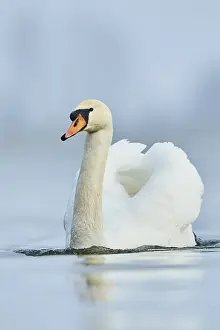 Mute swan (Cygnus olor), swimming in water