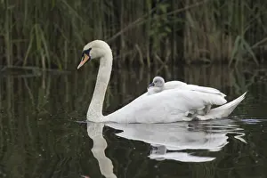 Mute swan (Cygnus olor) swims with chicks in plumage