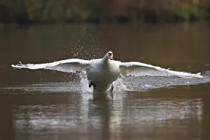 Mute Swan (Cygnus olor) taking off from water