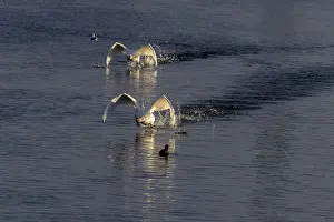 Two Mute Swan, Cygnus olor taking off on the water