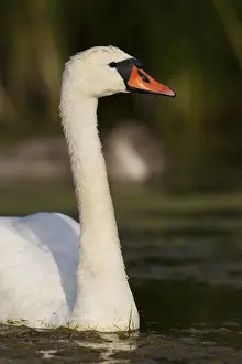 Mute Swan (Cygnus olor), Trelleborg