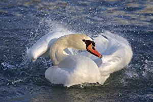 Mute swan (Cygnus olor), Tyrol, Austria, Europe