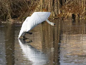 Mute Swan (Cygnus olor), walking across a frozen lake in its breeding territory