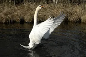 Mute Swan (Cygnus olor) on the water