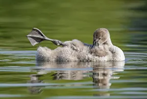 Mute swan (Cygnus olor) young bird swimming on a pond