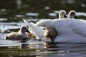 Mute swan (Cygnus olor) with young chicks