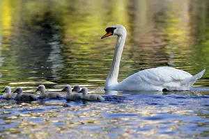 Mute swan (Cygnus olor) with young chicks