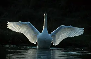 Mute Swan (Cyngus olor), flapping its wings