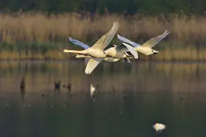 Mute swan family in the morning sun